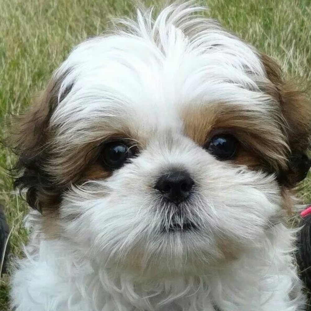 Meet your Posher, Lily